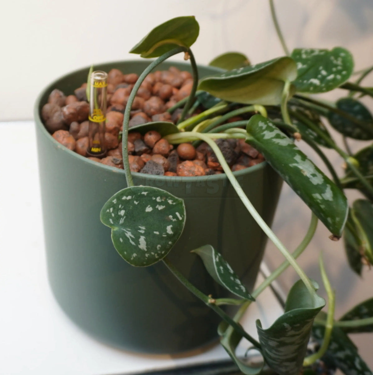 Scindapsus pictus ‘Argyraeus’ - Pothos macchiato / Pothos argentato