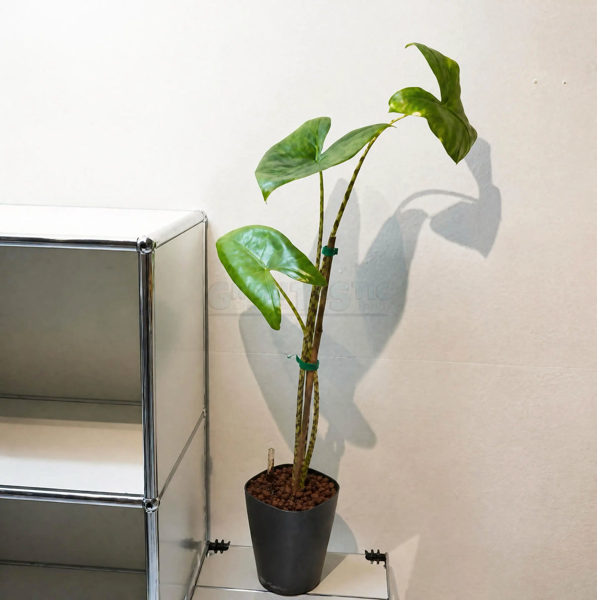 Alocasia Odora - Giant Elephant Ear