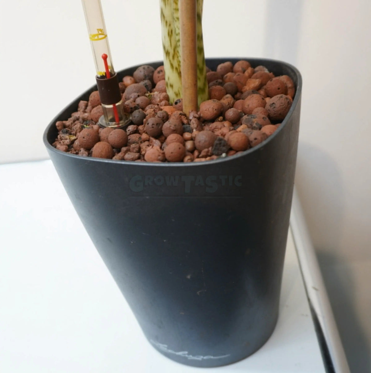 Alocasia Odora - Giant Elephant Ear