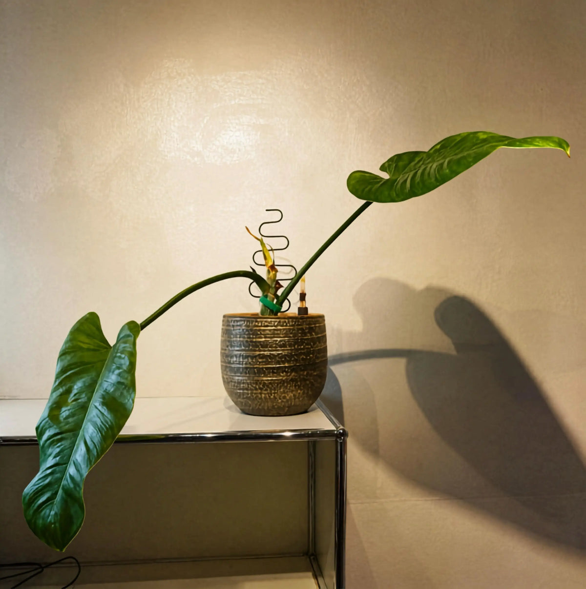 Philodendron cf. imbe