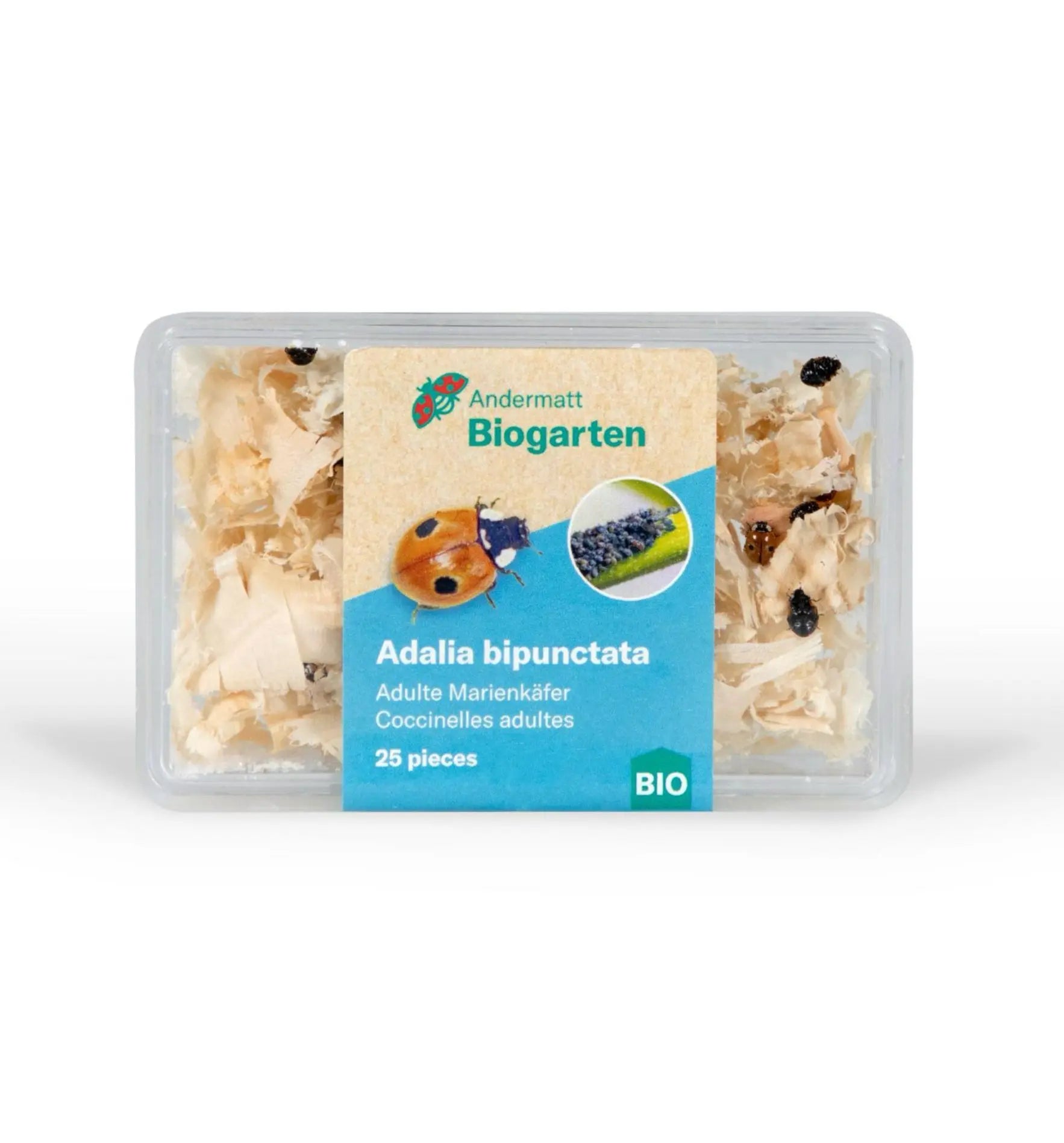 Nützlinge: Adalia Marienkäfer gegen Blattläuse, natürliche Schädlingsbekämpfung im Biogarten, auf grünen Blättern sichtbar