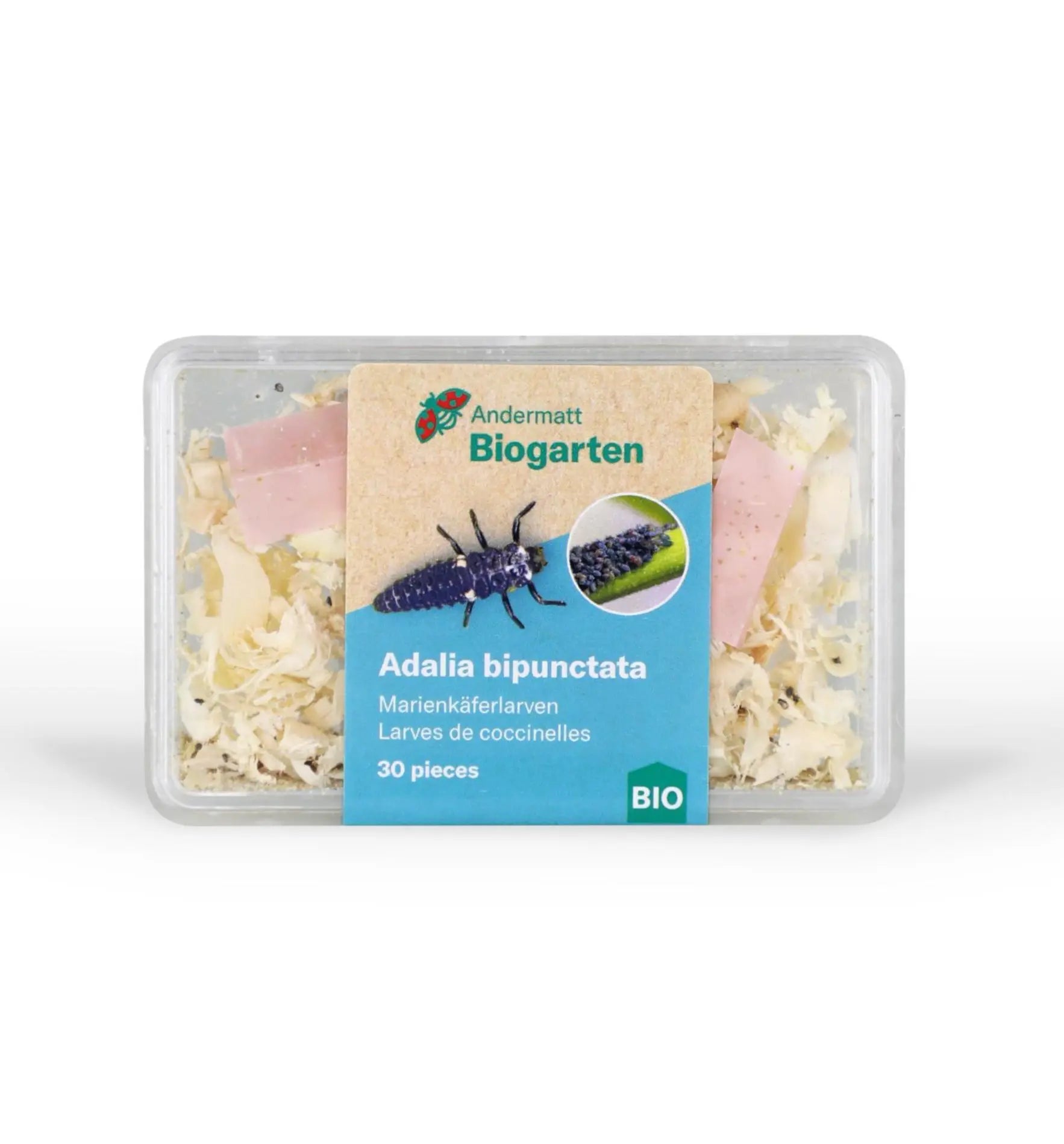 Nützlinge: Adalia Marienkäferlarven gegen Blattläuse im Biogarten, natürliche Schädlingsbekämpfung, biologisches Pflanzenschutzmittel