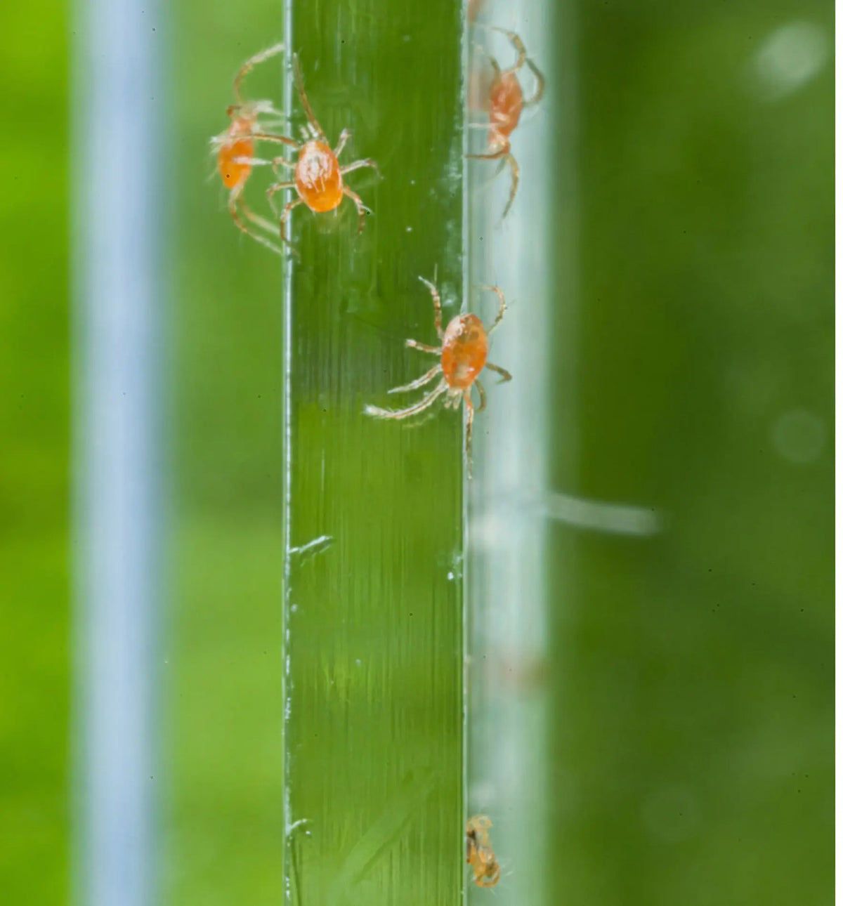 Nützlinge Phytoseiulus persimilis Raubmilben gegen Spinnmilben, biologische Schädlingsbekämpfung, im Einsatz auf Pflanzen.