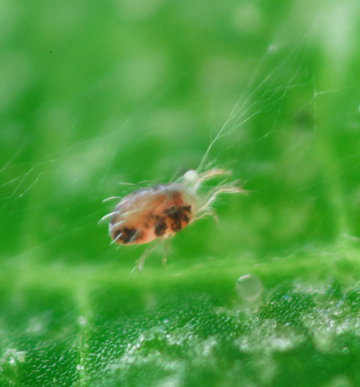 Nützlinge Phytoseiulus persimilis Raubmilben gegen Spinnmilben, biologisches Schädlingsbekämpfung, auf einem Blatt sichtbar