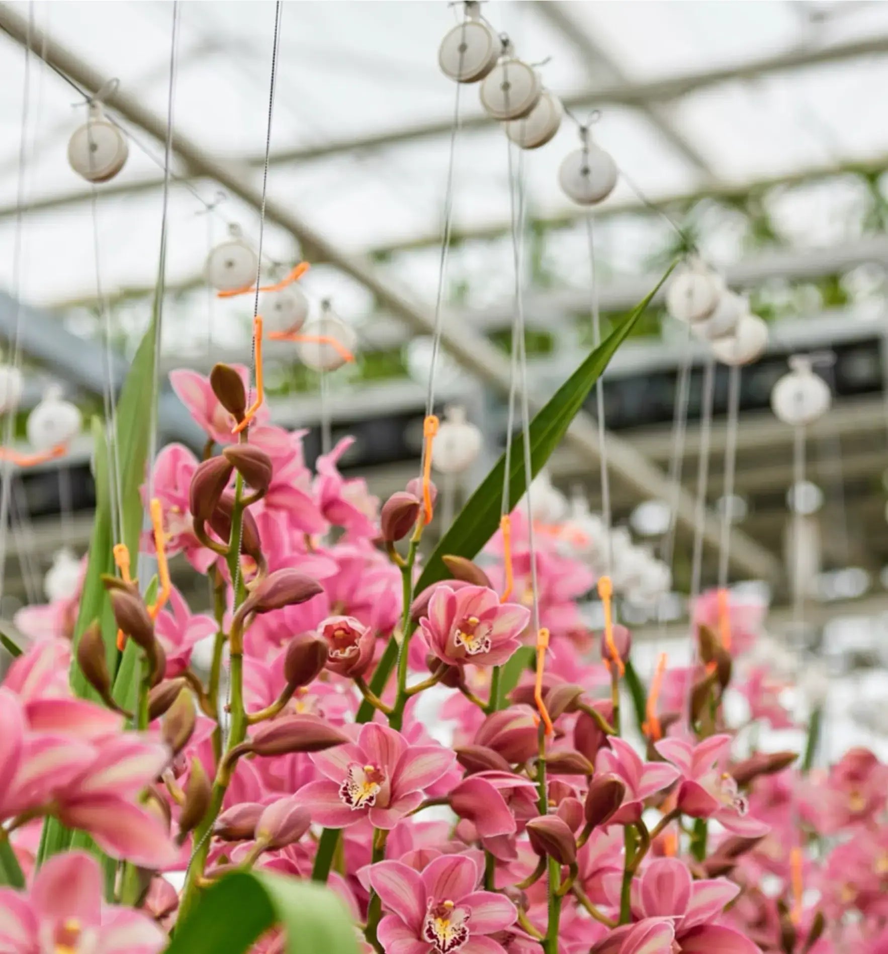 Nieukoop Nice-Co-Rol Jojo 2