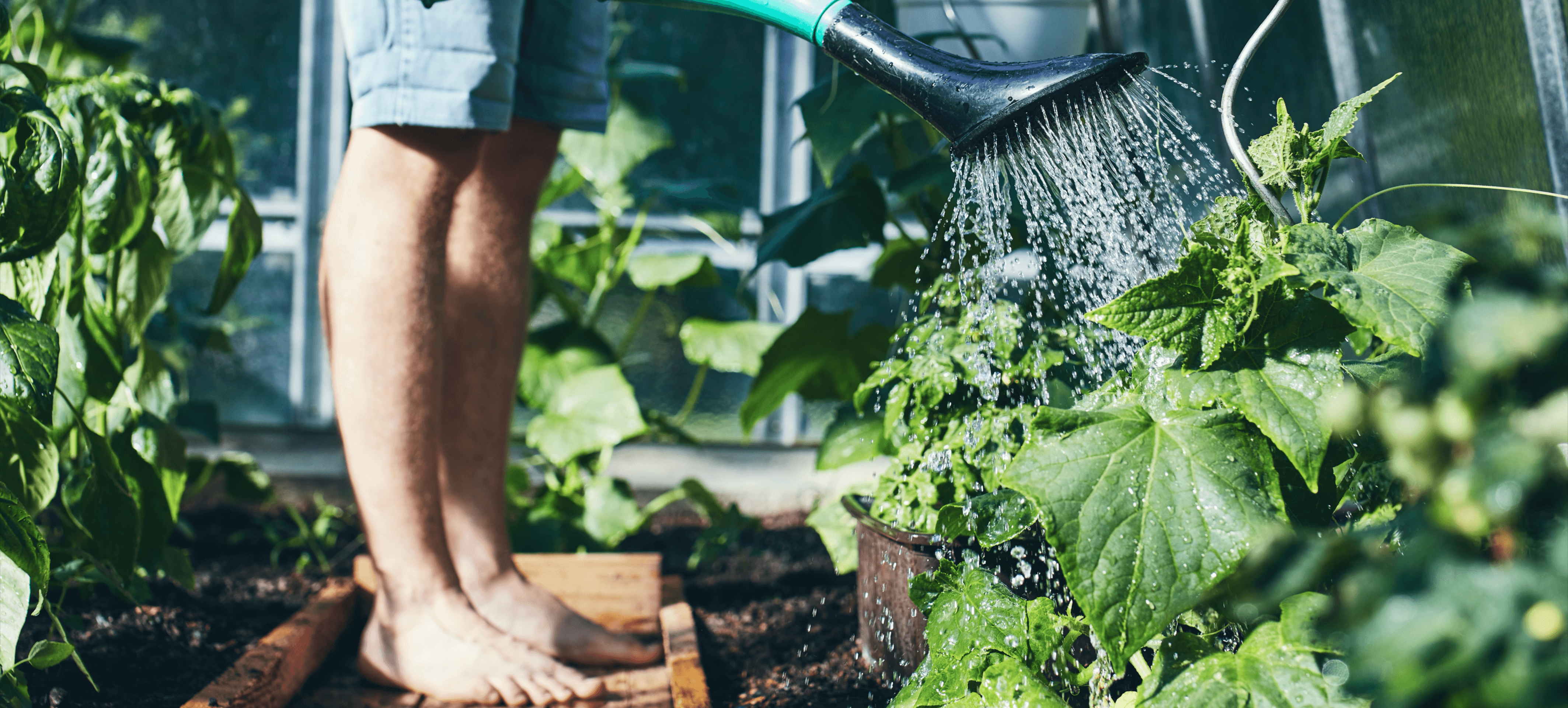 Person gießt Pflanzen im Gewächshaus, barfuß auf dem Holzbrett stehend, umgeben von grünen Pflanzen.