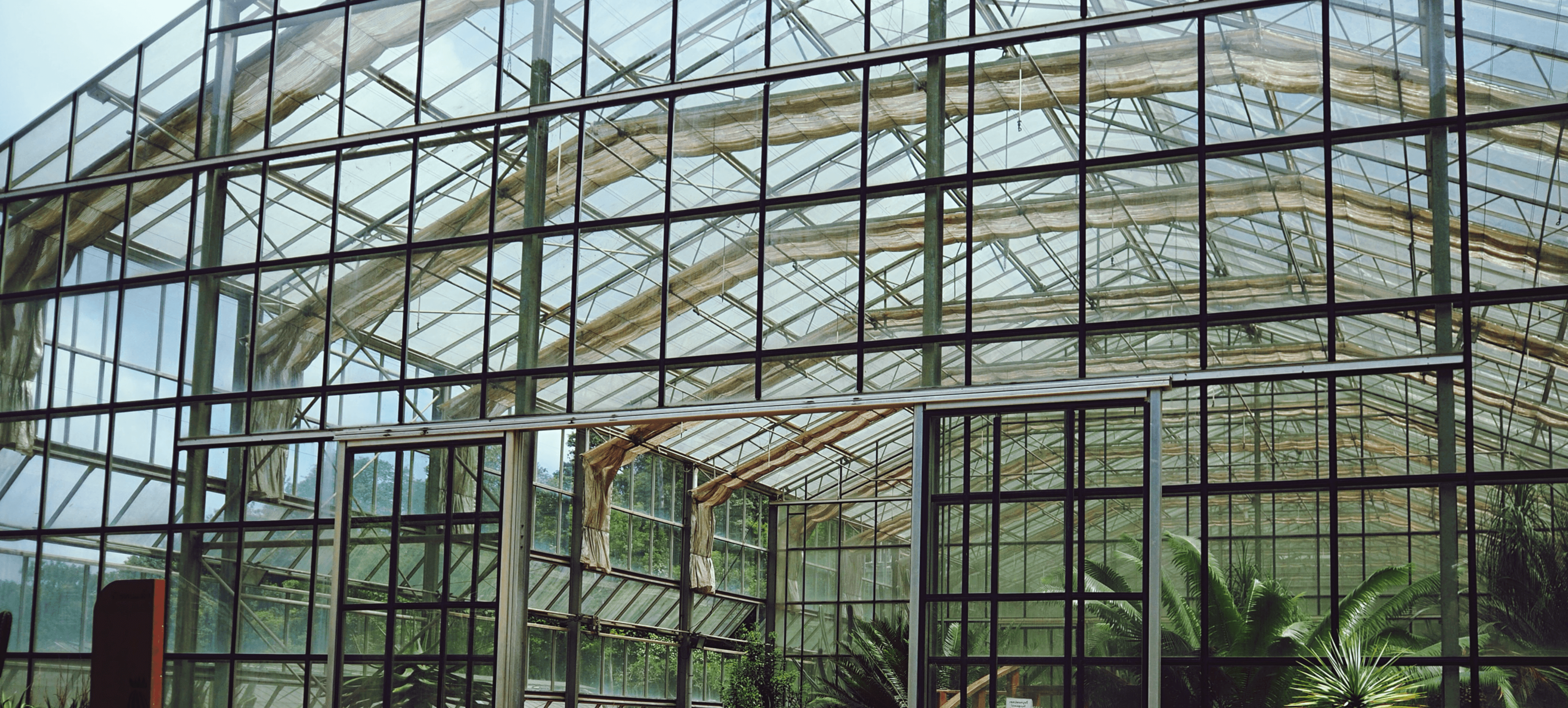 Glasgewächshaus mit Stahlrahmen, ideal für den Anbau von Pflanzen und im Growshop verwendbar.