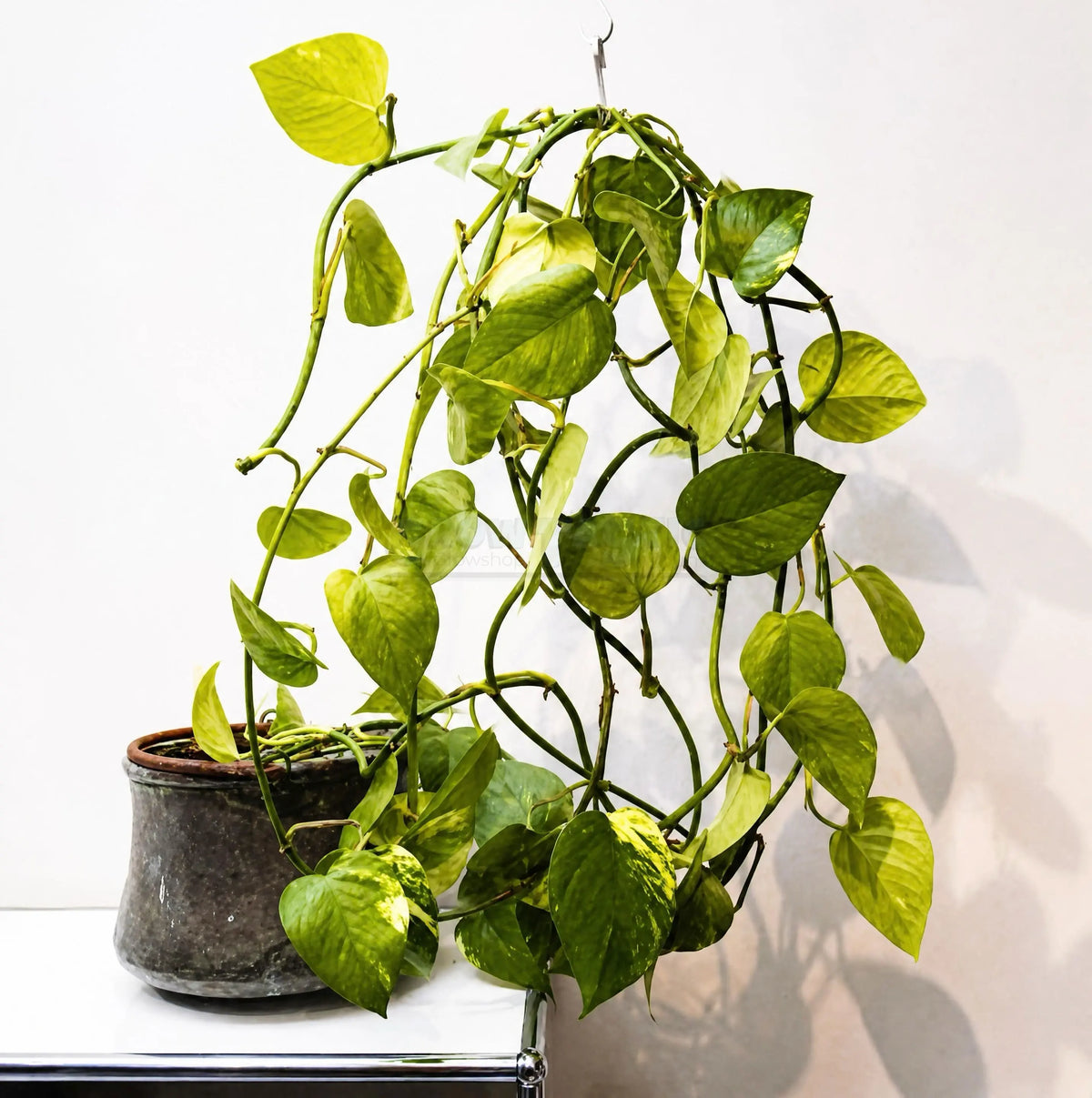 Epipremnum aureum – Efeutute Zimmerpflanze