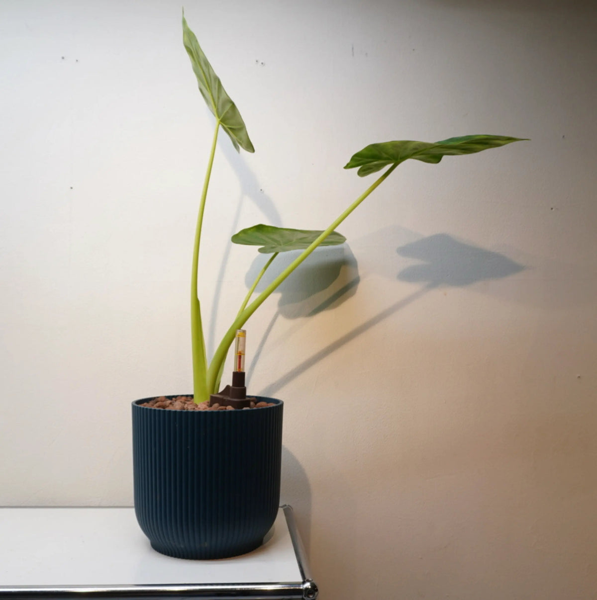 Zimmerpflanze Monstera Elefantenohr