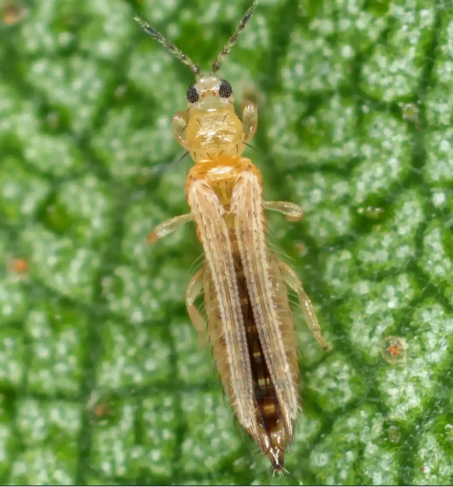 Blaufalle von Biocontrol & Biogarten zur Thrips-Befallsüberwachung, blaue Pflanzenschutzfalle für Gartenpflanzen.