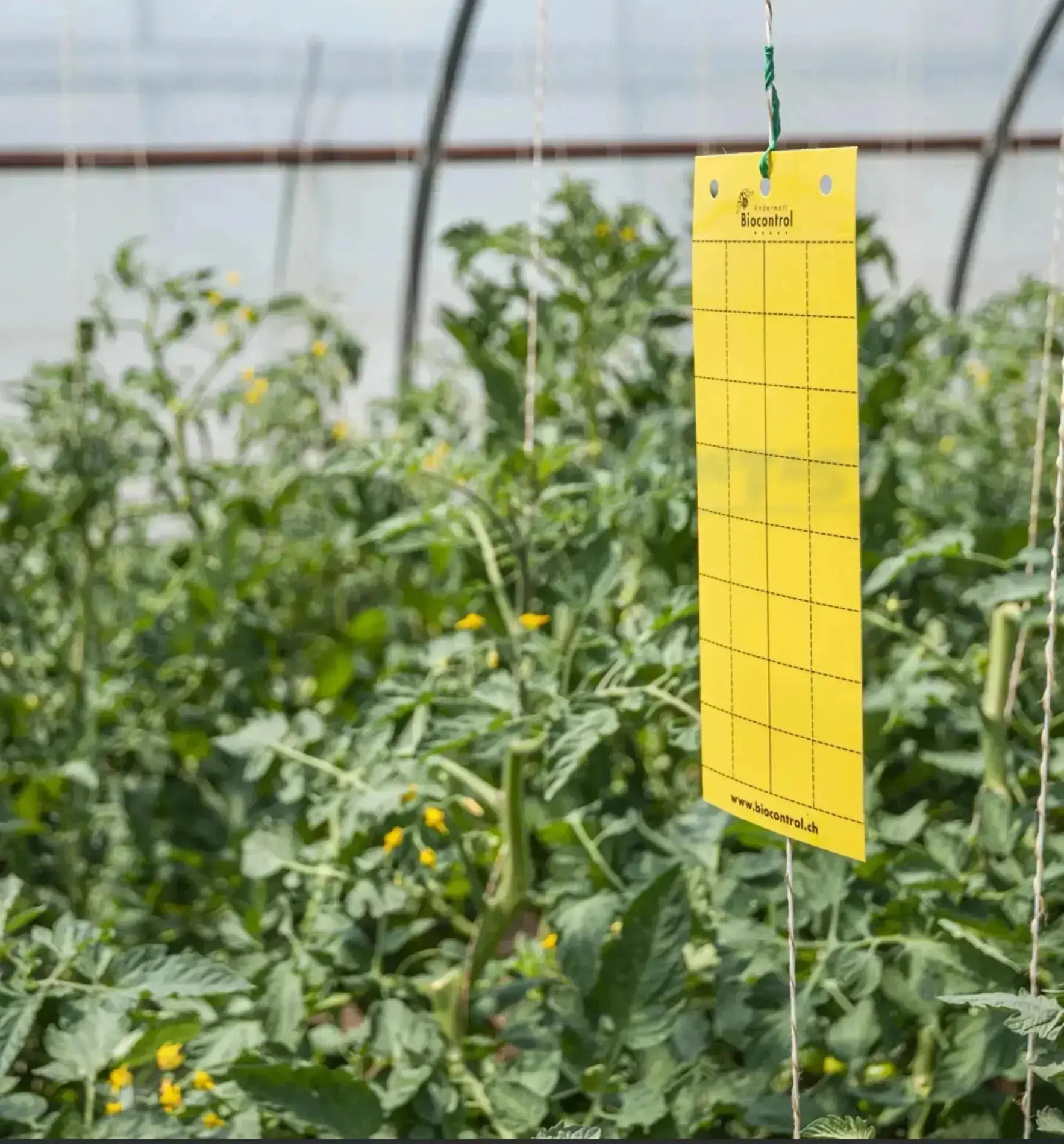 Gelbfalle von Biocontrol & Biogarten zur Schädlingskontrolle, gelbe Falle für Insekten, in einem Set mit mehreren Stück.