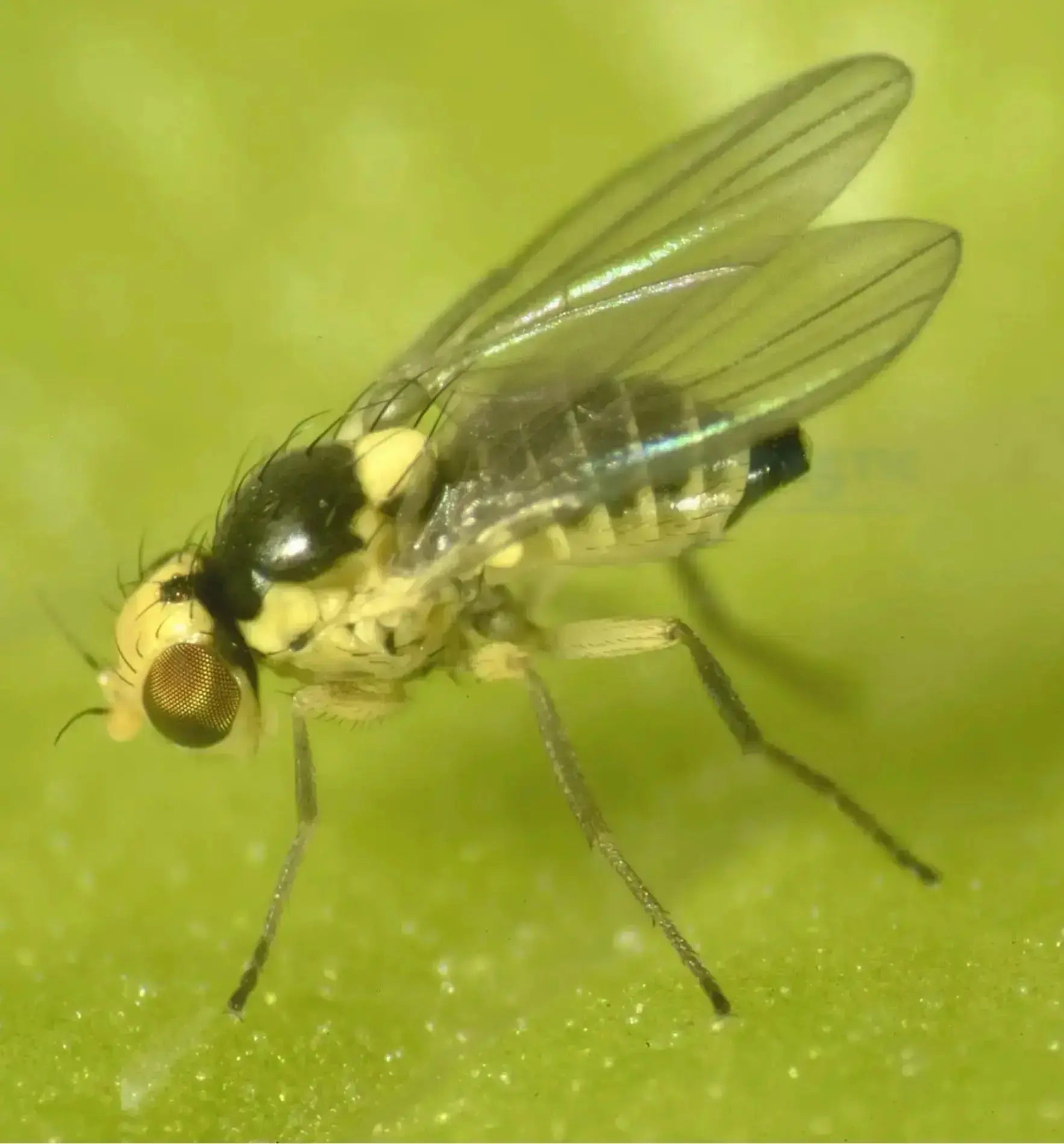 Gelbfalle von Biocontrol & Biogarten zur Schädlingskontrolle, gelbes Lockmittel, ideal für Schädlingsbekämpfung in Gärten.