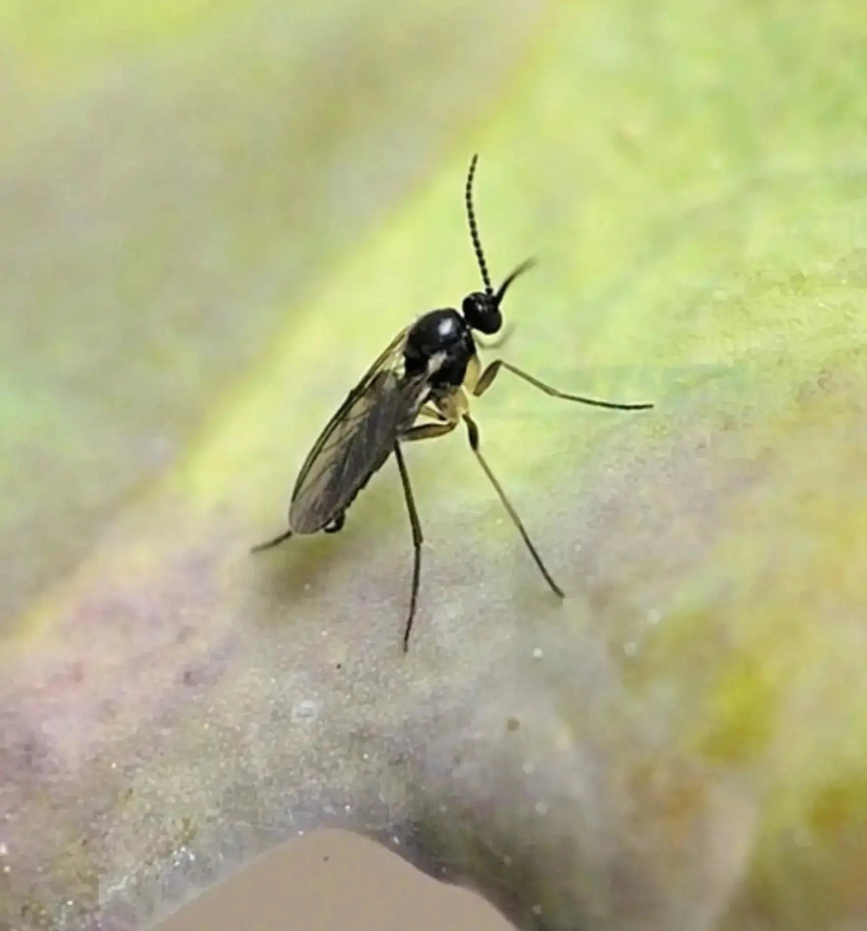 Gelbfalle von Biocontrol & Biogarten zur Schädlingskontrolle, gelber Lockstofffalle gegen Insekten, im Einsatz.