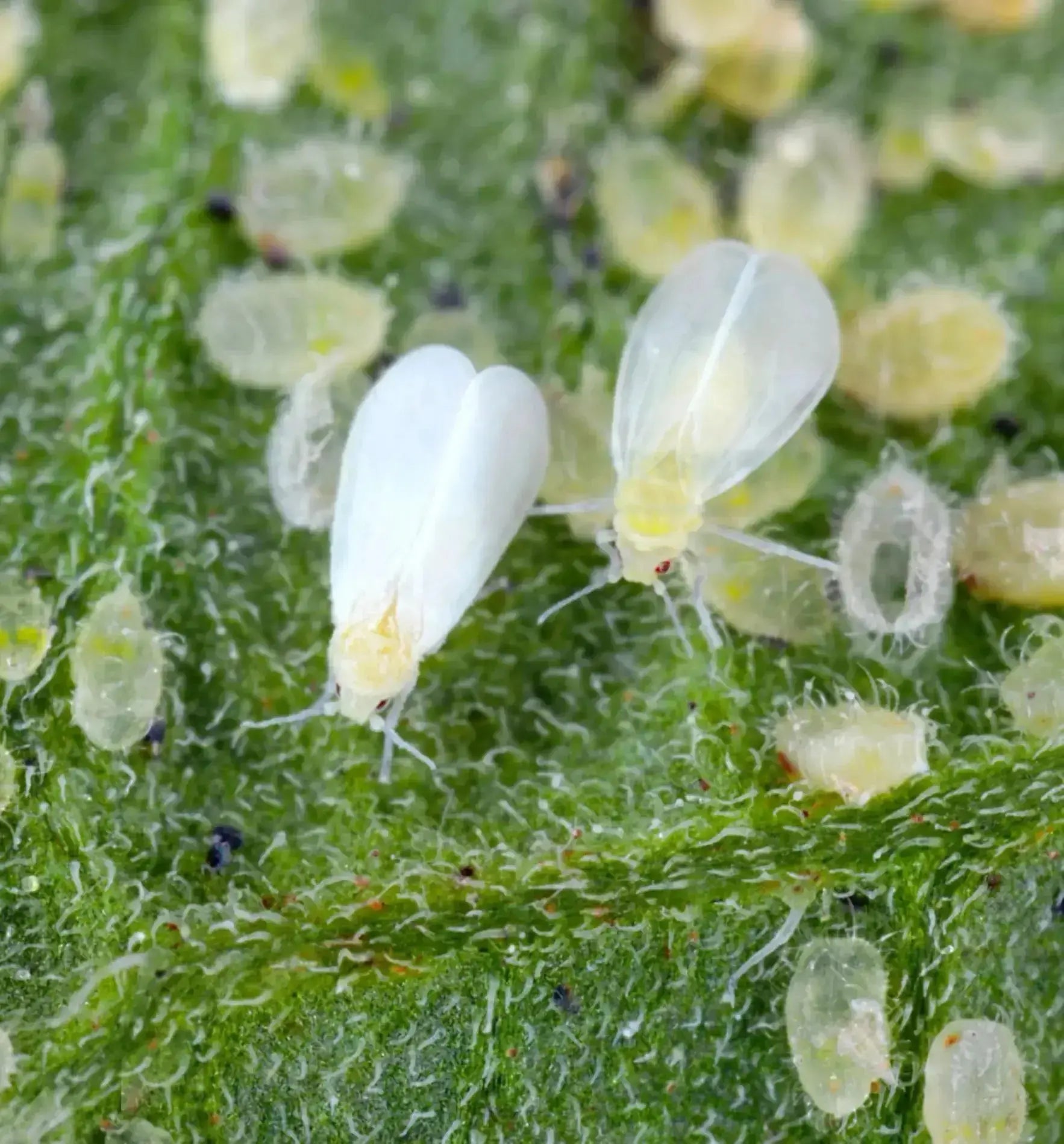 Gelbfalle von Biocontrol & Biogarten zur Schädlingskontrolle, gelbe Falle für Insekten, mit klebrigem Oberflächenbereich.