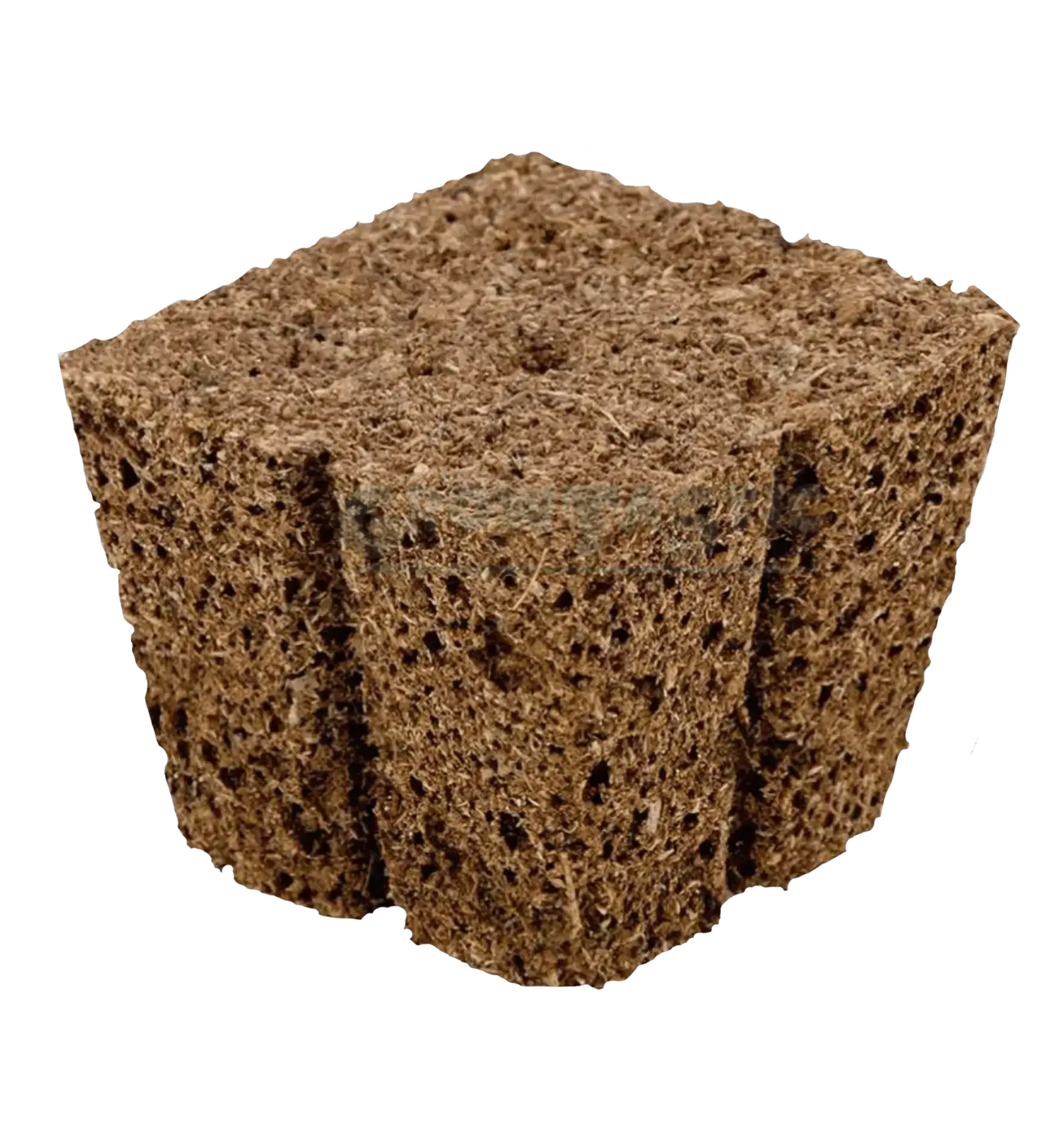 Eazy Plug Stecklings-Tray mit 77 Anzuchtmedien, 3,5 x 3,5 cm, ideal für die Aufzucht von Pflanzen.
