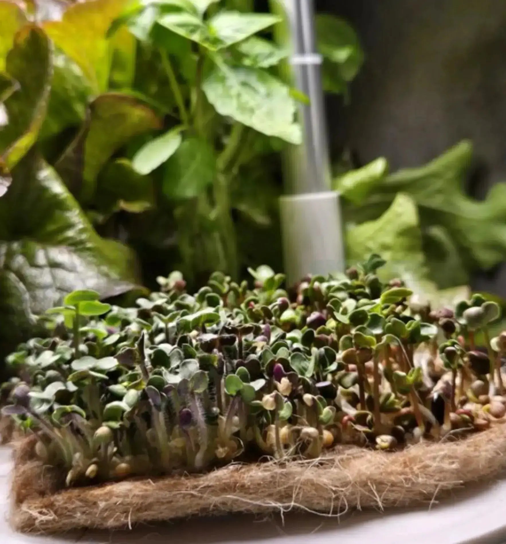 Hydroponisches System Kitchen Garden Mini White von HTP mit weißen Kunststoffbehältern für den Anbau im Innenbereich.