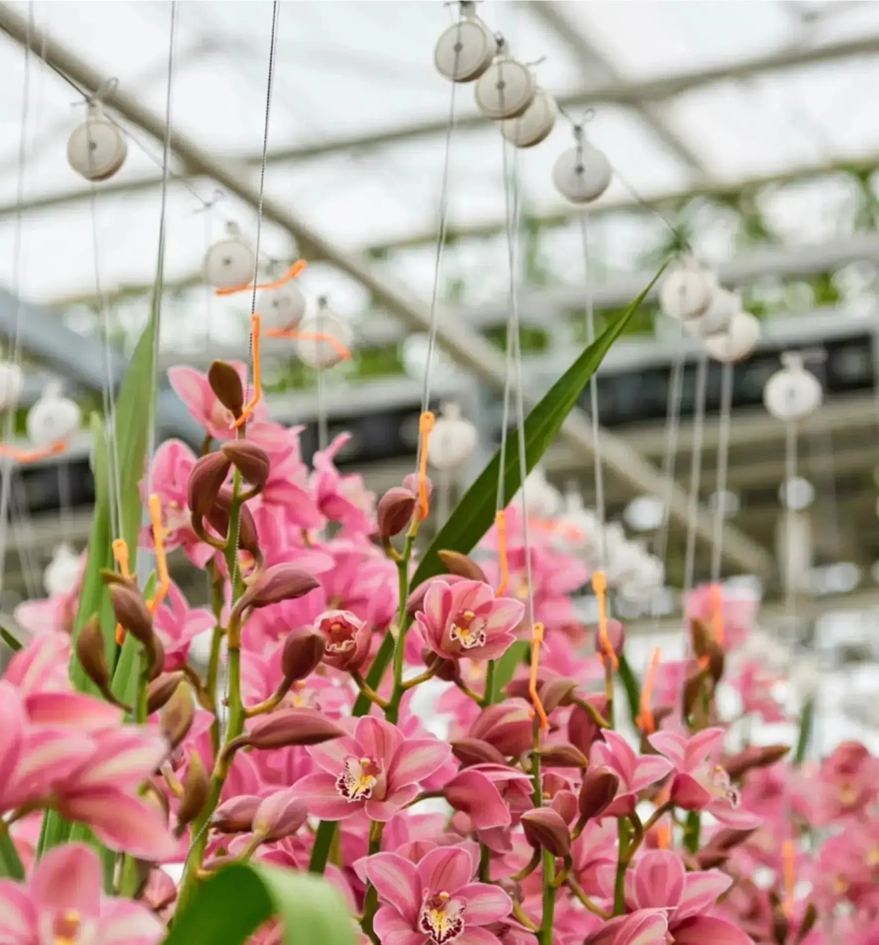 Nieukoop Nice-Co-Rol Jojo 2