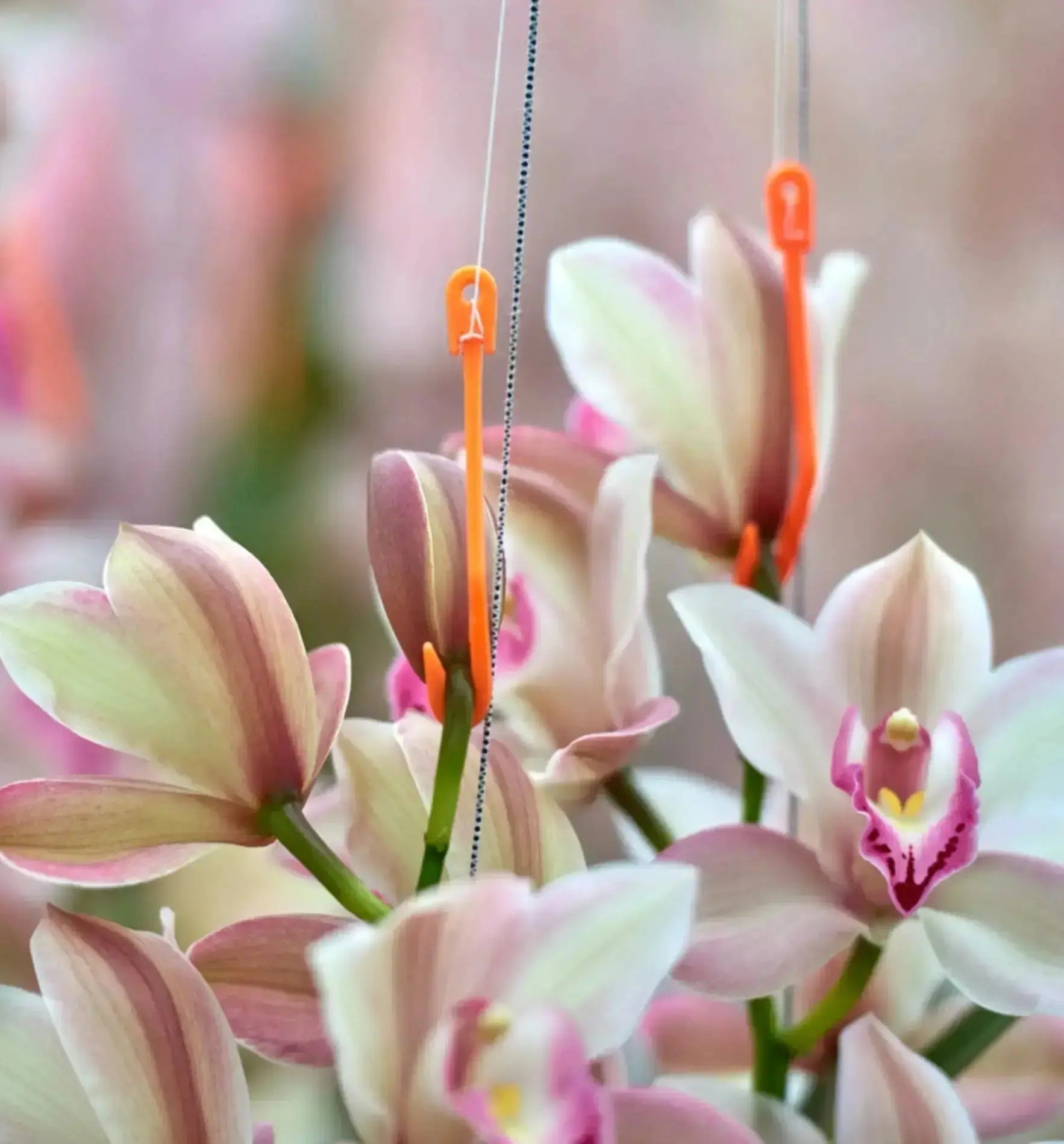 Nieukoop Nice-Co-Rol Jojo 1