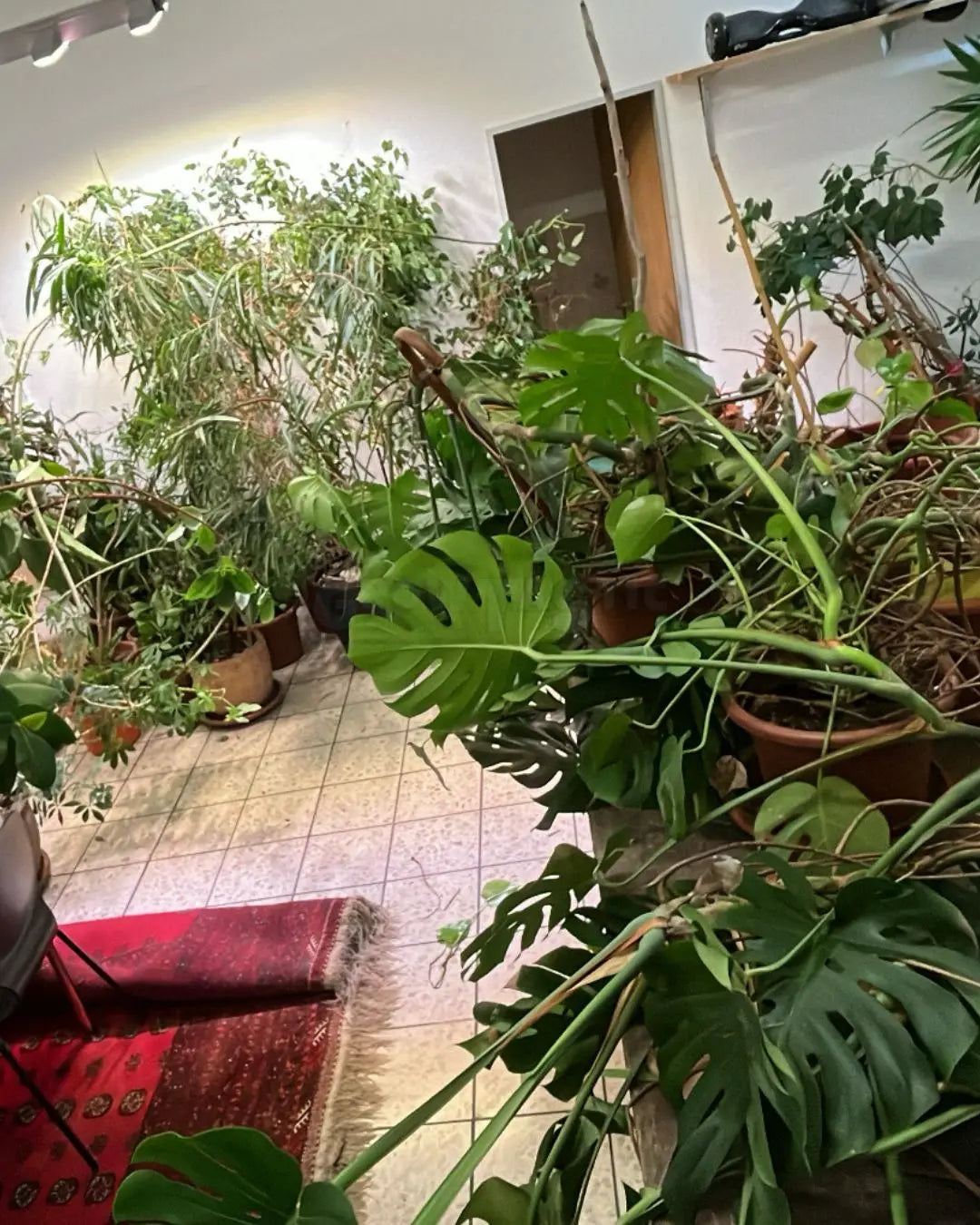 Eigentlich wollte ich nur eine Monstera … jetzt sind es über 50 Pflanzen!