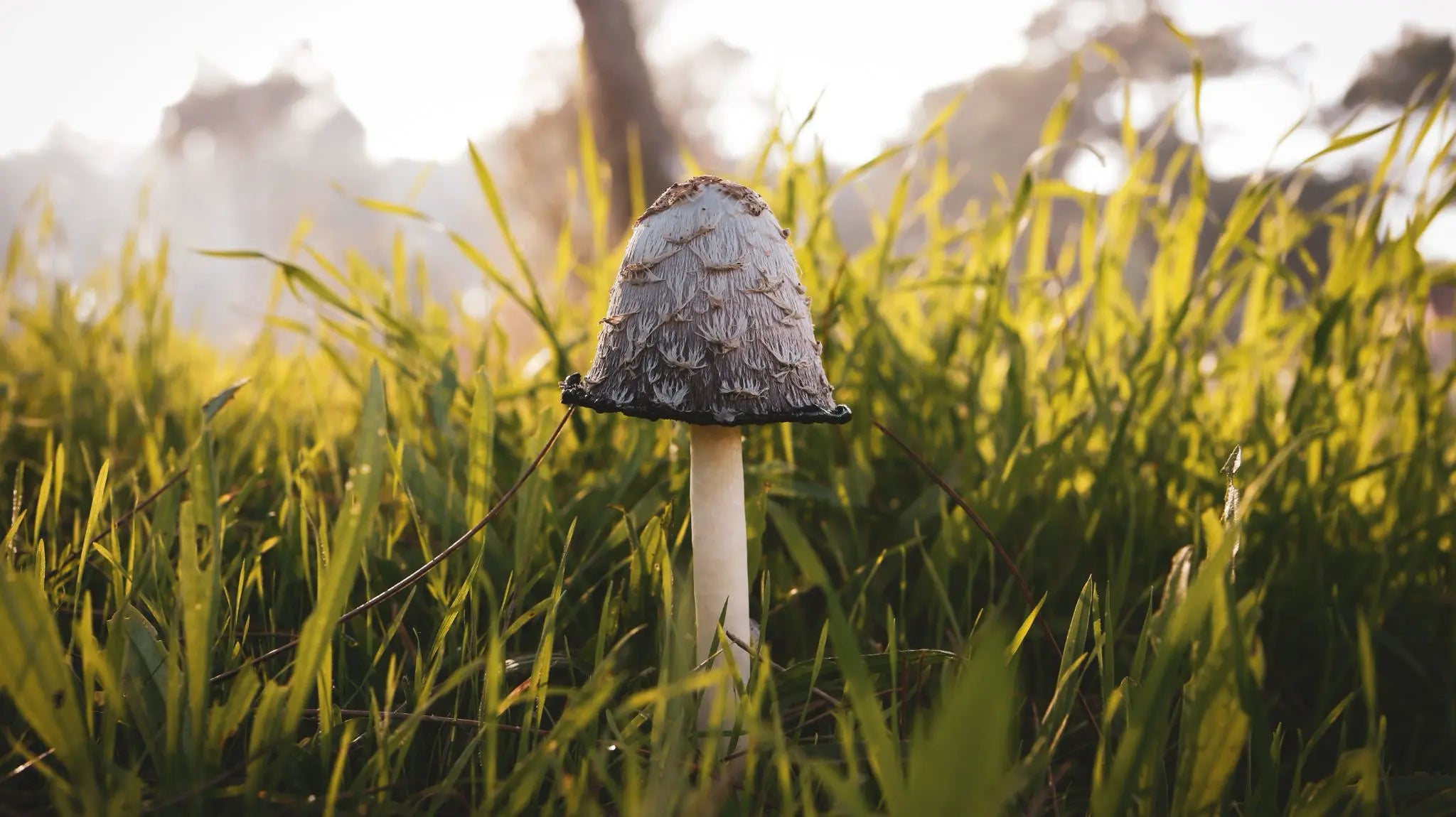 Tintling in der Wiese