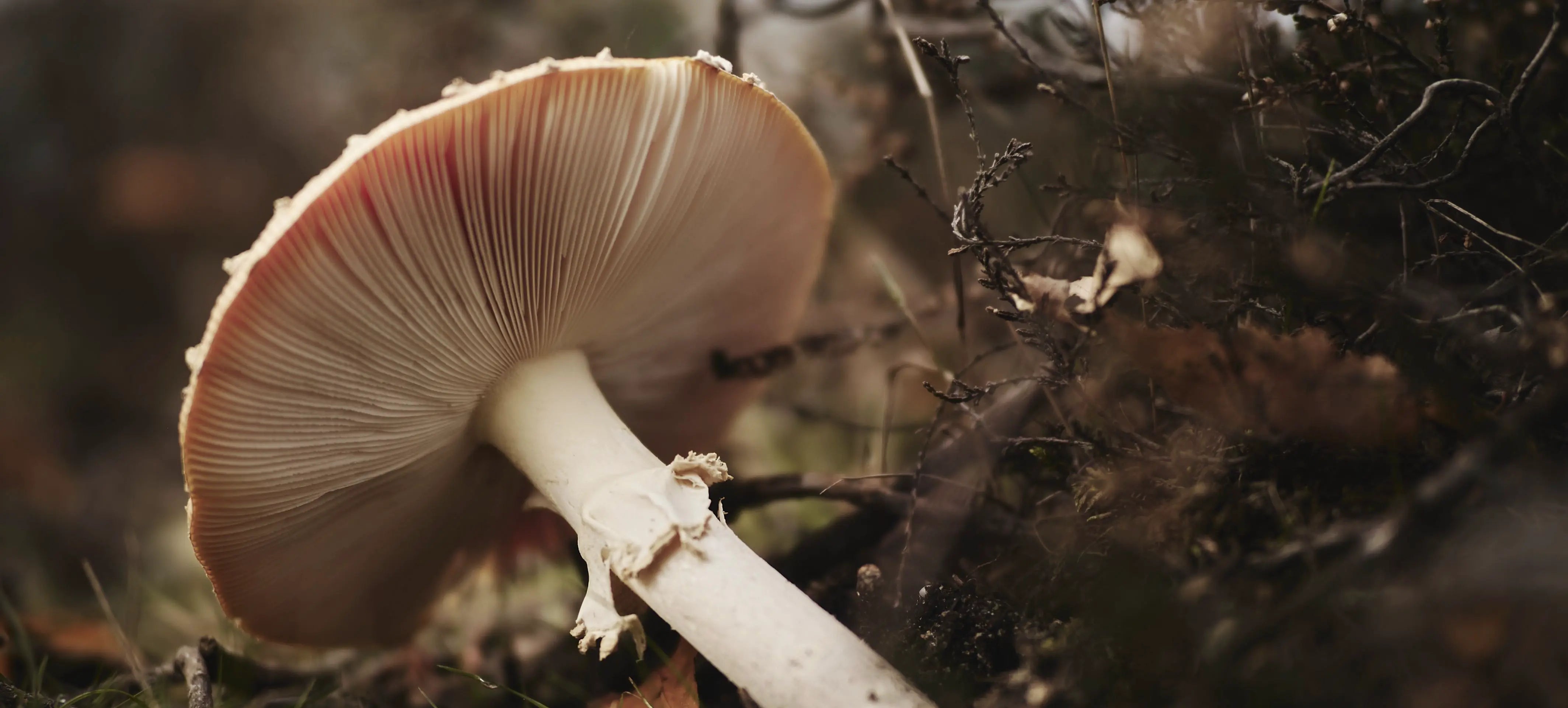 Titelbild Pilz im Wald