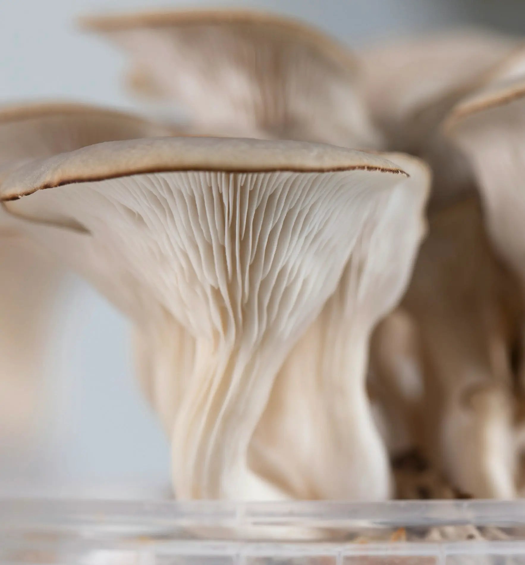 Aufzuchtset für Austernseitlinge von Biocontrol & Biogarten, inklusive Startkultur zum Züchten und Ernten von Pilzen