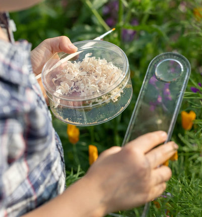 Aufzuchtset für Marienkäfer mit Eier, Futter und Zubehör von Biocontrol & Biogarten, zeigt das komplette Set in der Verpackung.