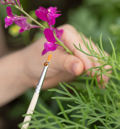 Aufzuchtset für Marienkäfer von Biocontrol & Biogarten mit Eier, Futter und Zubehör, ideal für biologische Schädlingsbekämpfung.