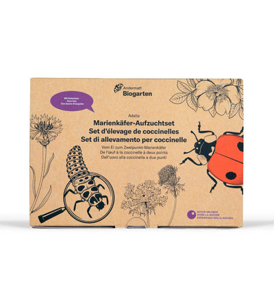 Aufzuchtset für Marienkäfer von Biocontrol & Biogarten mit Eiern, Futter und Zubehör im Bild.