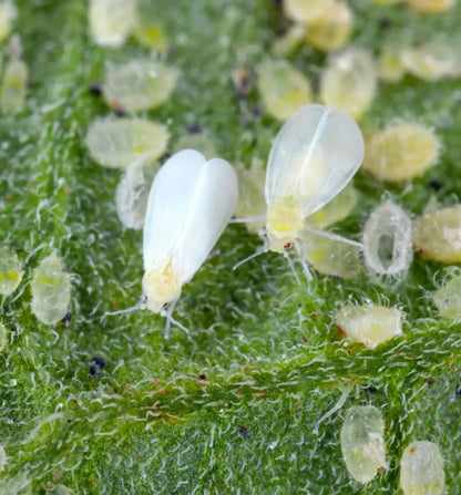 Bio Control catch-it Gelbfalle 1