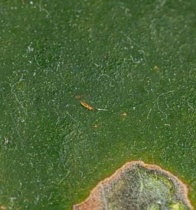 Nützlinge Amblyseius cucumeris Raubmilben gegen Thripse im Biogarten, natürliche Schädlingsbekämpfung, auf Pflanzen verteilt