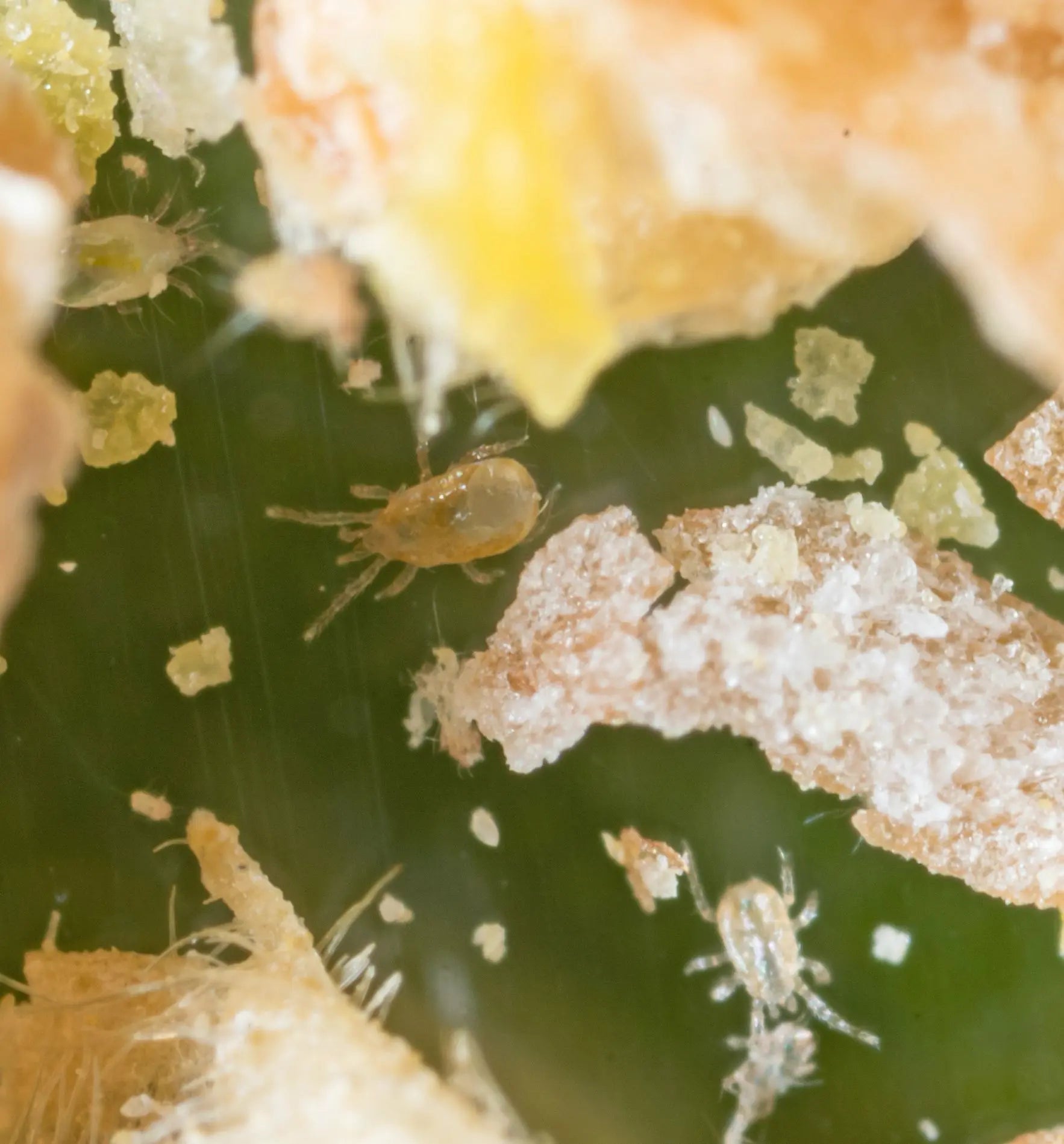 Nützlinge Amblyseius cucumeris Raubmilben gegen Thripse im Biogarten, natürliche Schädlingsbekämpfung, biologische Pflanzenschutz.