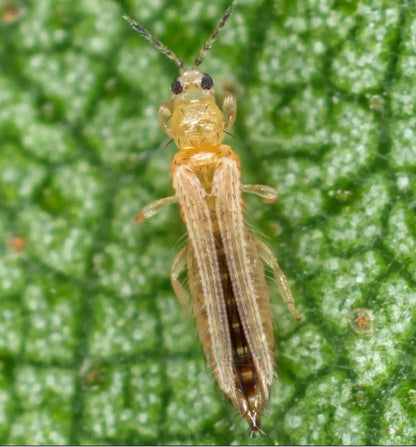 Biogarten Blaufalle 2