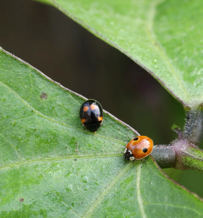 Nützlinge: Adalia Marienkäfer gegen Blattläuse im Biogarten, natürliche Schädlingsbekämpfung, lebende Marienkäfer gegen Blattläuse