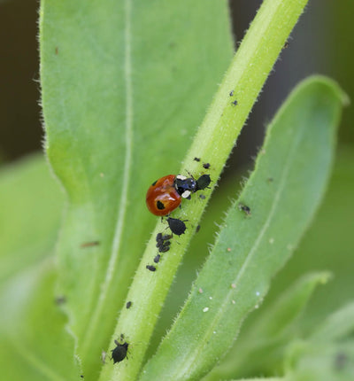 Nützlinge Adalia Marienkäfer gegen Blattläuse im Biogarten, biologischer Schädlingsbekämpfer von Biocontrol & Biogarten