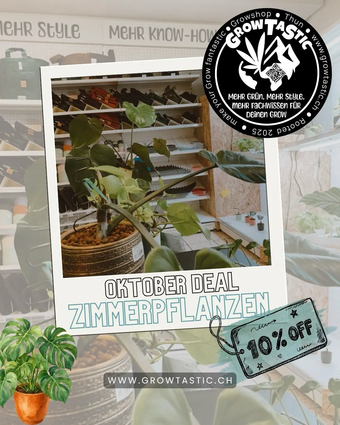 Blog 10% Rabatt auf Zimmerpflanzen im Oktober bei GrowTastic