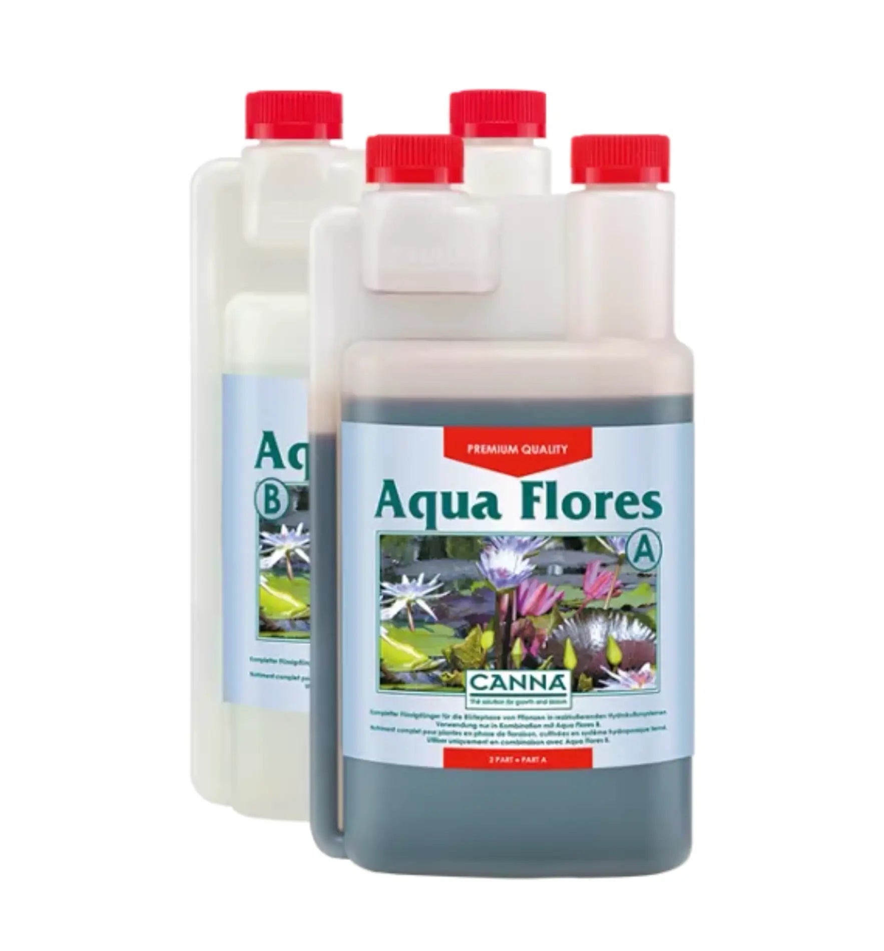 Canna Aqua Flores