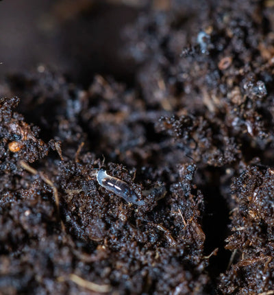Nützlinge Traunem® Nematoden gegen Trauermückenlarven, biologischer Schädlingsbekämpfer in einer Verpackung, für den Biogarten