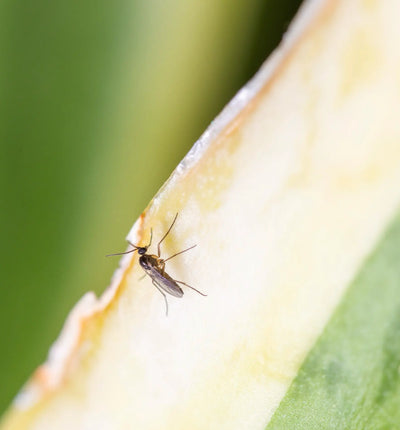 Traunem® Nematoden gegen Trauermückenlarven, Nützlinge von Biocontrol & Biogarten, in einer offenen Verpackung.