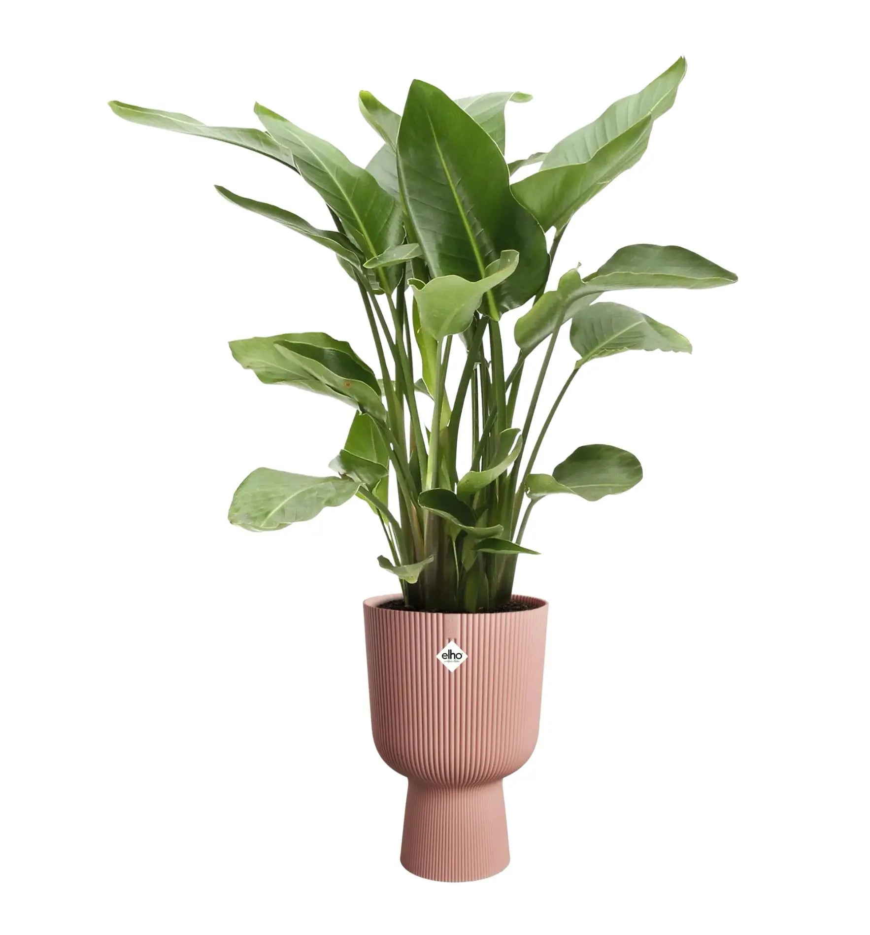 Elho Vibes Fold Coupe Pflanztopf aus Kunststoff mit modernem Design, ideal für Zimmerpflanzen oder Balkonblumen.