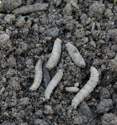 Nützlinge Carponem® Nematoden gegen Werren, Erdraupen oder Schnaken, biologischer Schädlingsbekämpfer, auf weißem Hintergrund