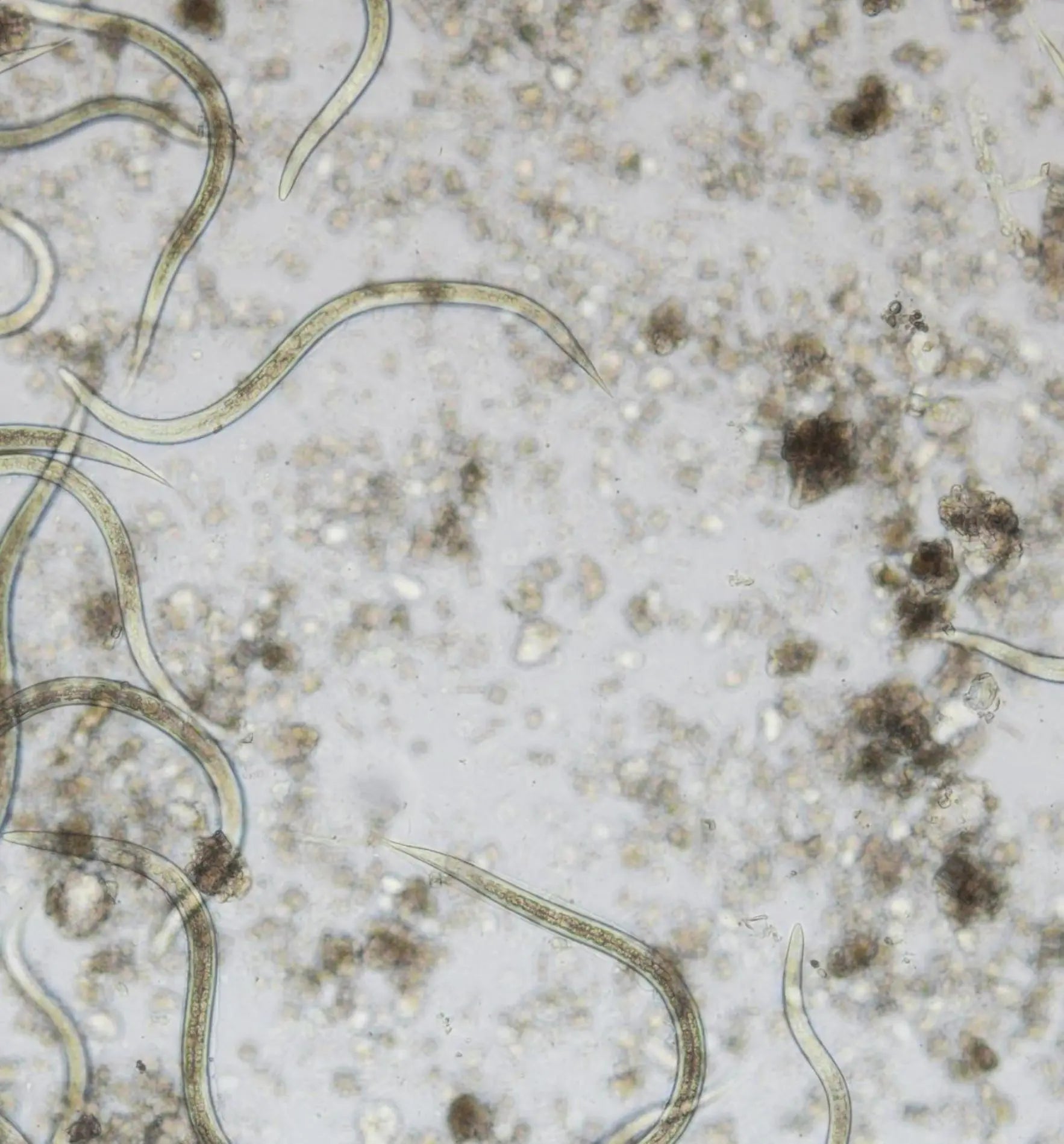 Biocontrol & Biogarten Carponem® Nematoden gegen Werren, Erdraupen und Schnaken, natürliche Schädlingsbekämpfung, Nützlinge