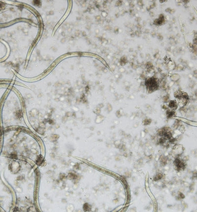 Biocontrol & Biogarten Carponem® Nematoden gegen Werren, Erdraupen und Schnaken, natürliche Schädlingsbekämpfung, Nützlinge
