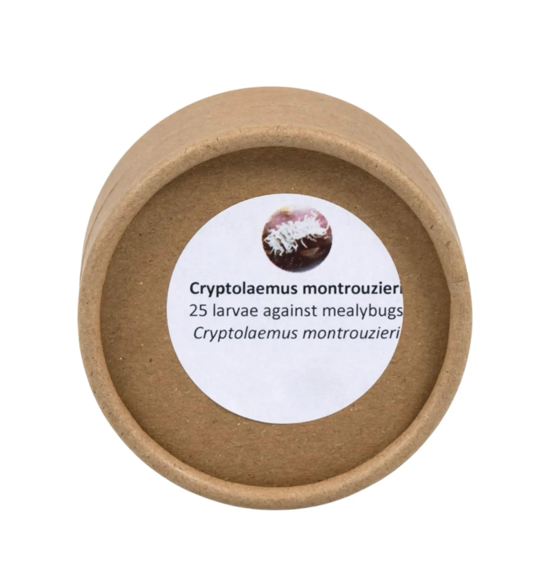 Nützlinge: Cryptolaemus-Marienkäferlarven gegen Woll- und Schmierläuse, biologischer Schädlingsbekämpfer, im Garten.