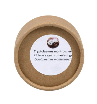Nützlinge: Cryptolaemus-Marienkäferlarven gegen Woll- und Schmierläuse, biologischer Schädlingsbekämpfer, im Garten.