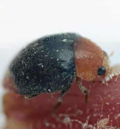 Nützlinge: Cryptolaemus-Marienkäferlarven gegen Woll- und Schmierläuse, biologischer Schädlingsbekämpfer, in der Verpackung
