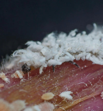 Nützlinge: Cryptolaemus-Marienkäferlarven gegen Woll- und Schmierläuse, biologischer Schädlingsbekämpfer für den Garten