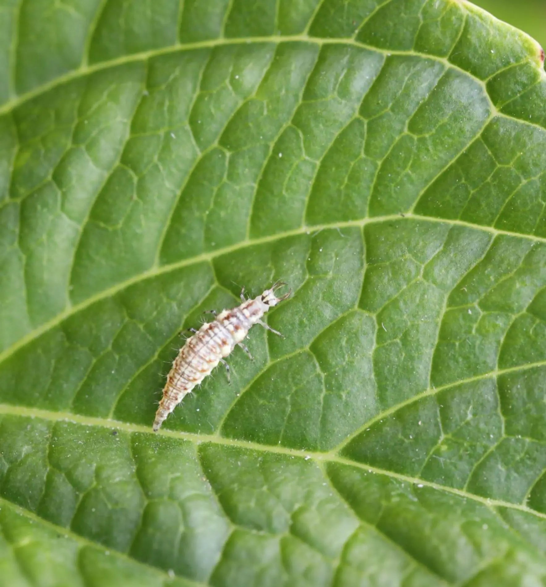 Nützlinge Florfliegenlarven gegen Blattläuse, biologischer Schädlingsbekämpfer für den Garten, von Biocontrol & Biogarten