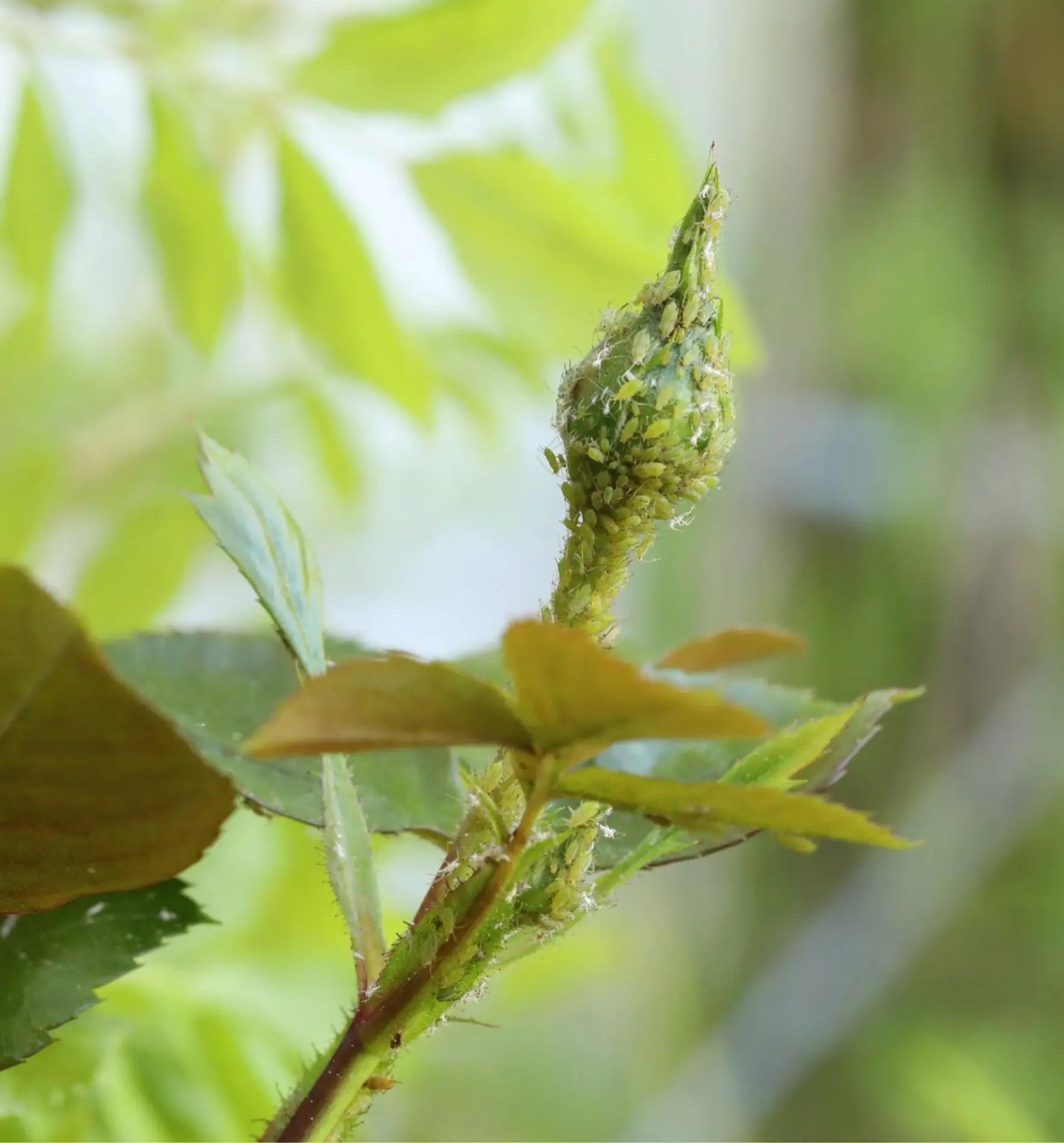Nützlinge Florfliegenlarven gegen Blattläuse, biologische Schädlingsbekämpfung, für gesunden Biogarten, auf weißem Hintergrund.