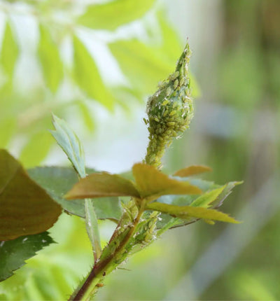 Nützlinge Florfliegenlarven gegen Blattläuse, biologische Schädlingsbekämpfung, für gesunden Biogarten, auf weißem Hintergrund.